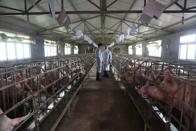 习水 生猪家庭农场敲开致富门